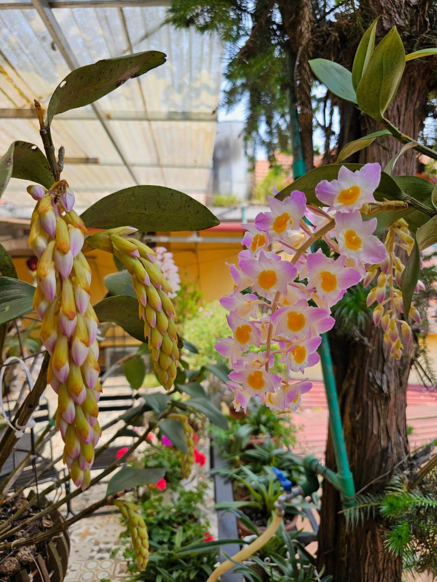 Dang Khoa Garden Inn Homestay Sa Pa Exterior foto